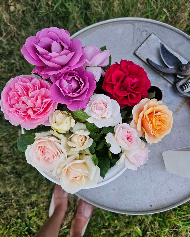 Tat's Roses in Houston - Fine Gardening