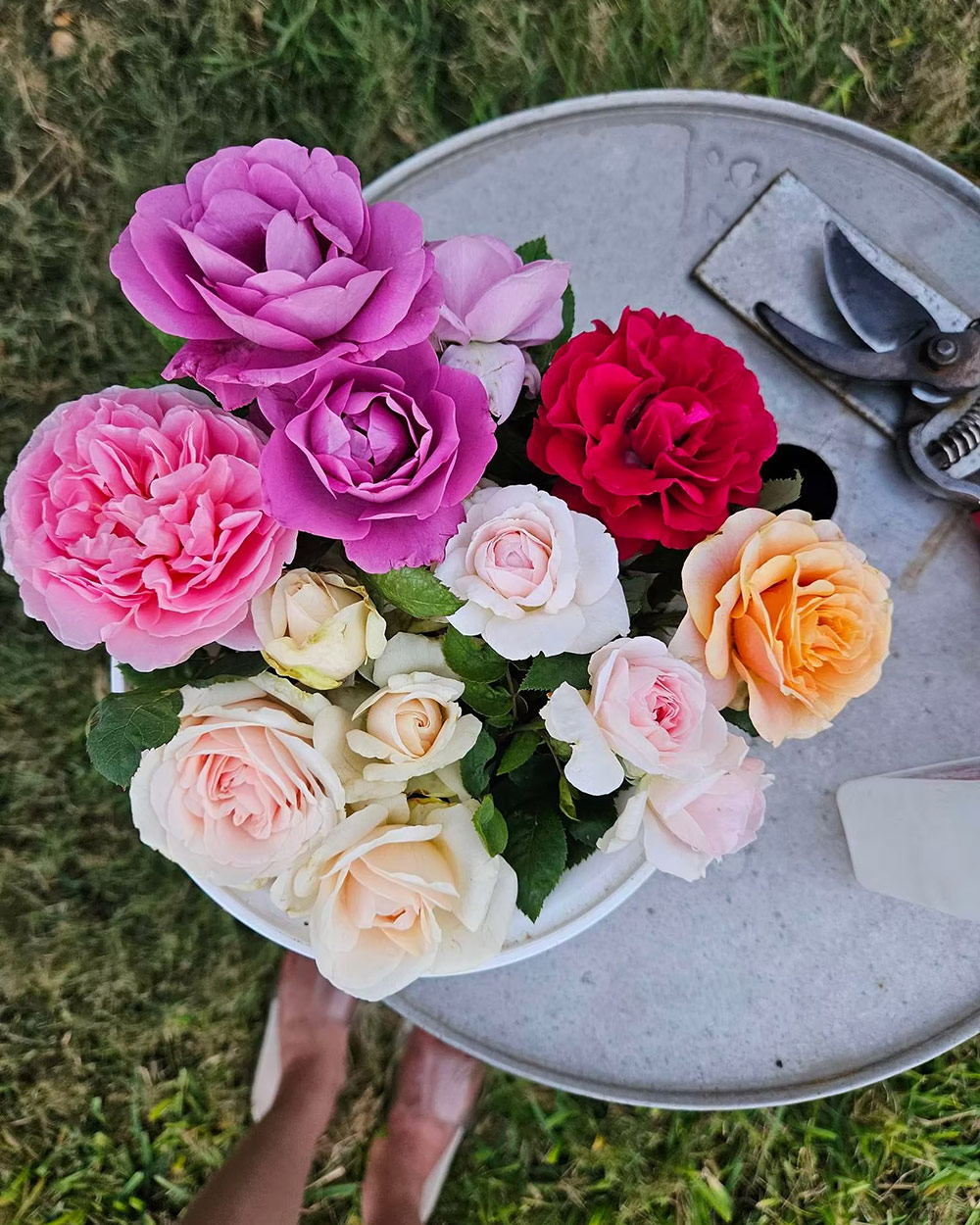 freshly cut roses