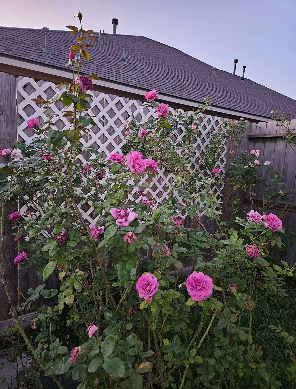 light purple roses