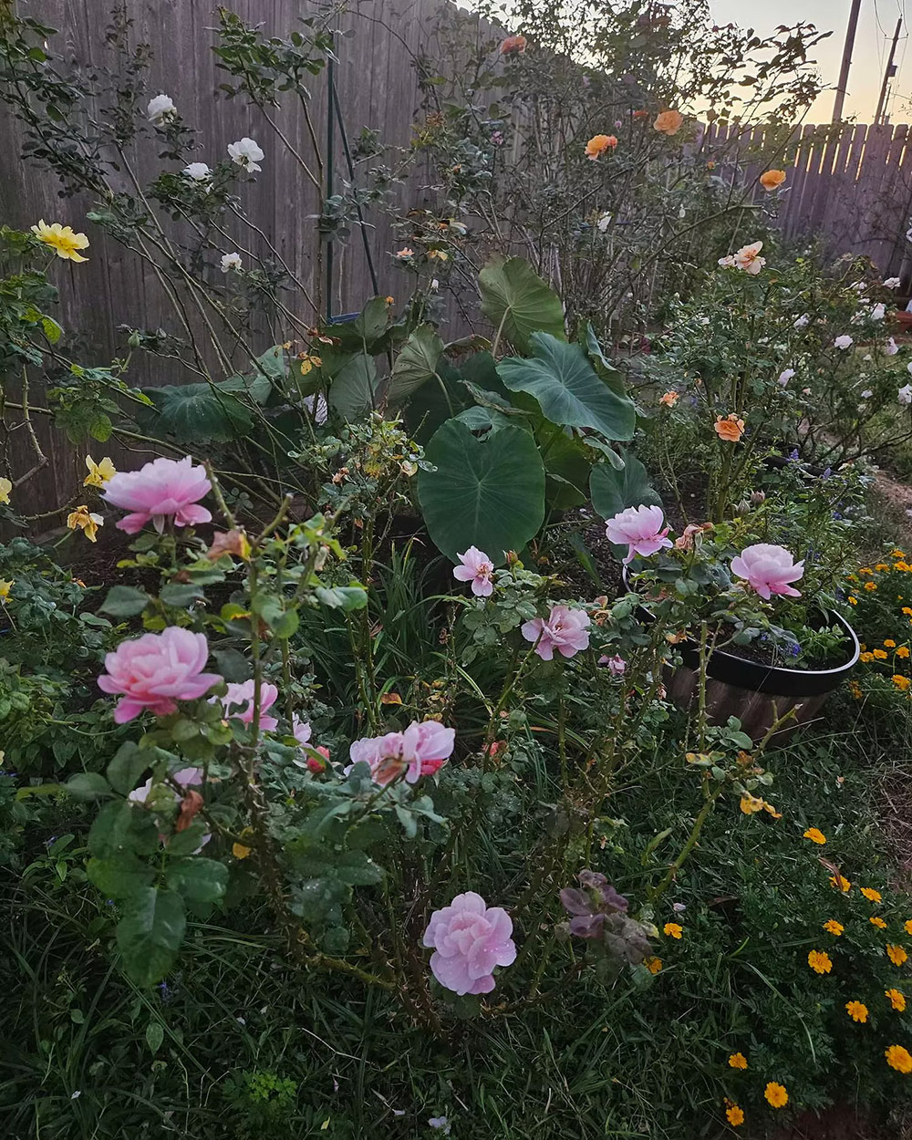 light pink roses