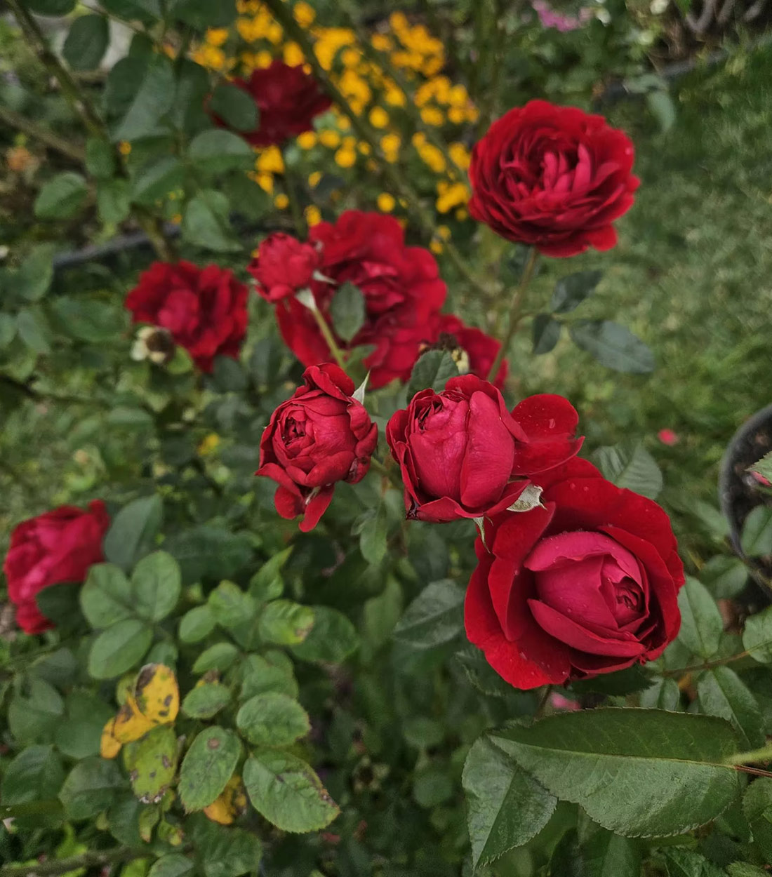 bright red roses