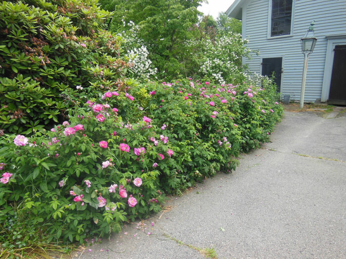 hedge of pink roses