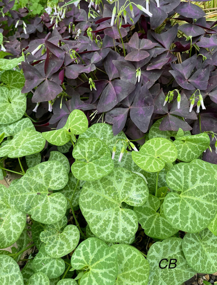 purple foliage plant next to foliage plant with white veined foliage plant