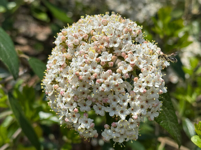 close up of round cluster of small white flowers