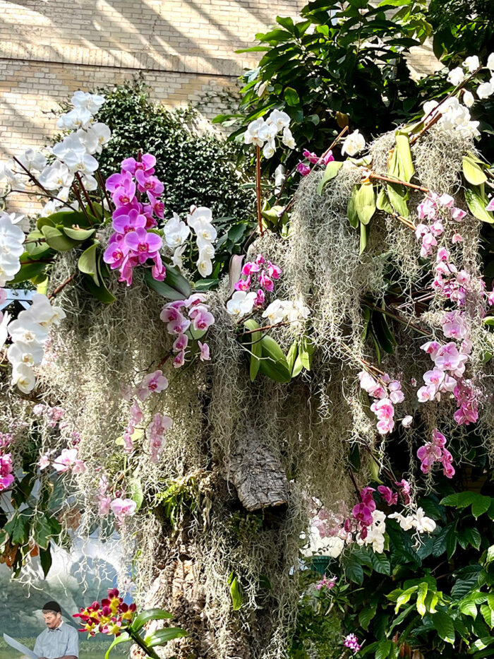 cluster of hanging white and pink orchids with Spanish moss