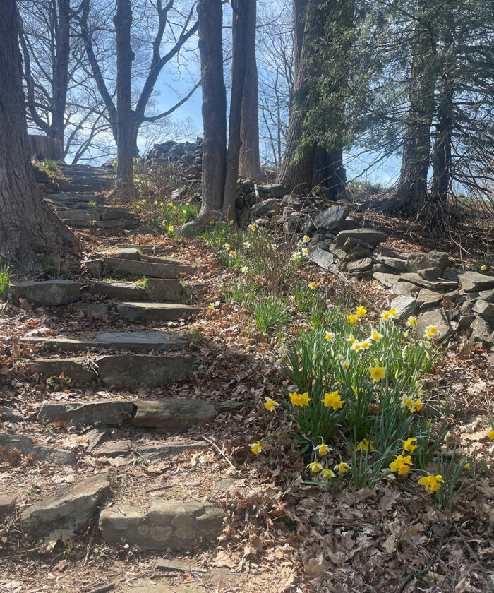 daffodils along a stone stairway