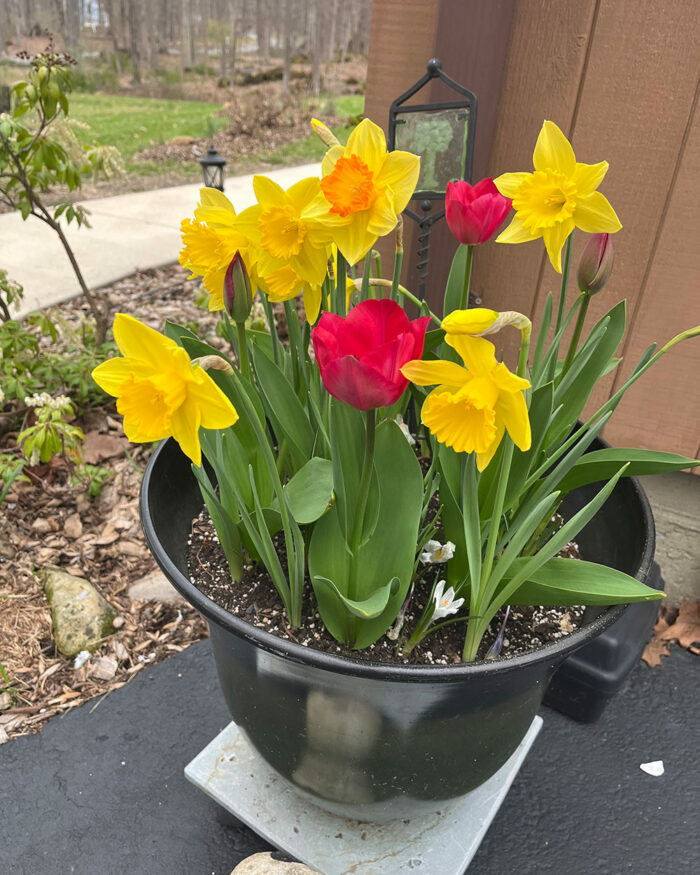 colorful spring bulbs in a container
