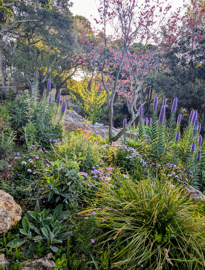 spring garden with lots of pride of Madeira