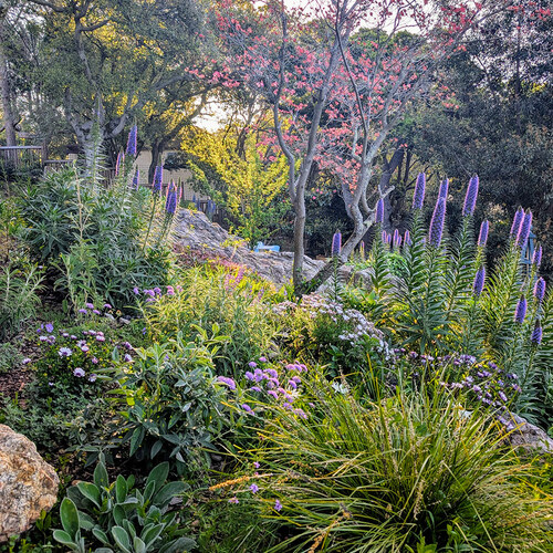 spring garden with lots of pride of Madeira