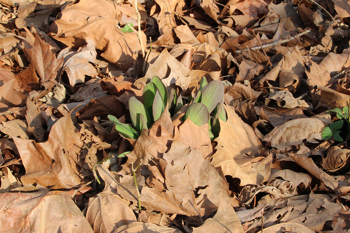 foliage emerging from brown fallen leaves