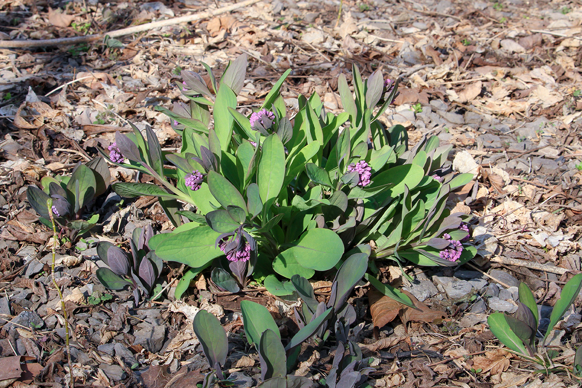Virginia bluebell covered in buds early in the season