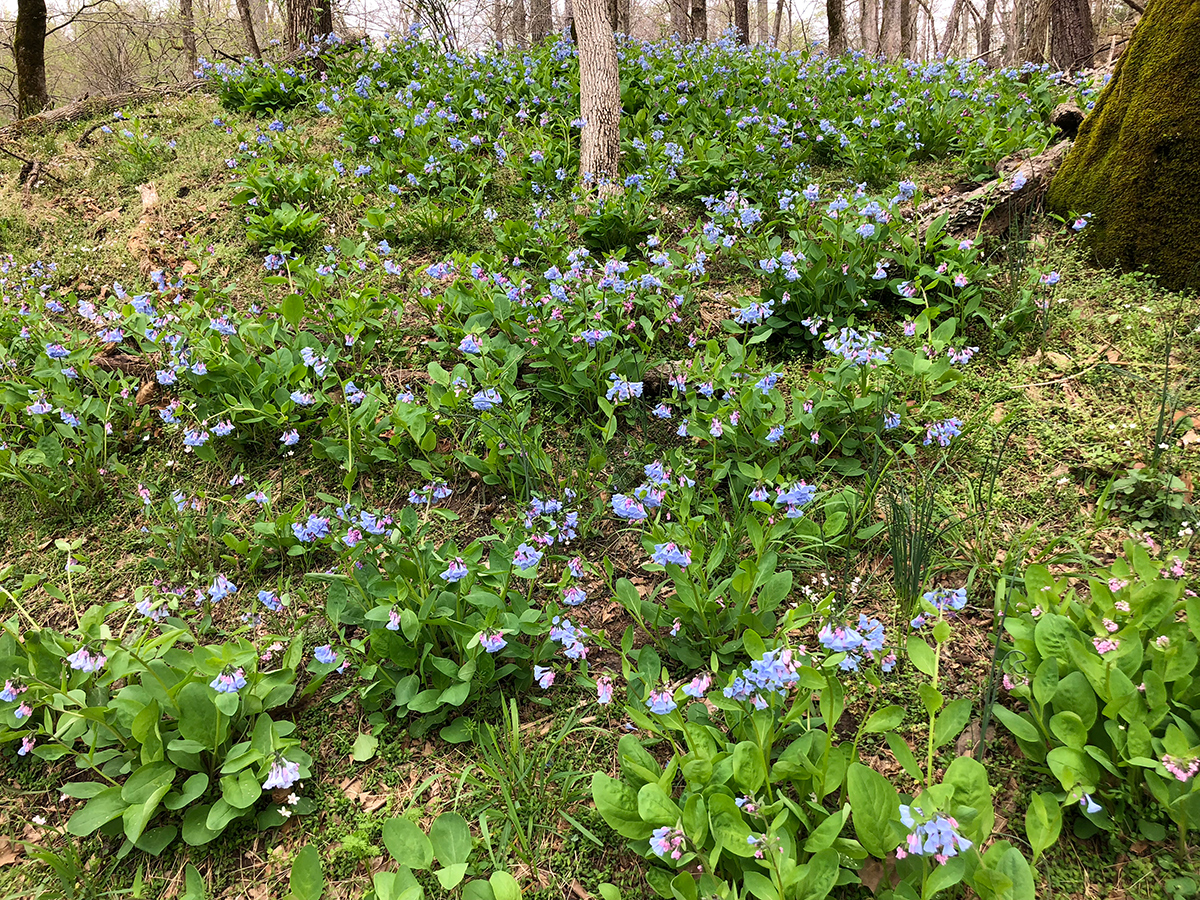 colony of Virginia bluebells growing on woodland bank