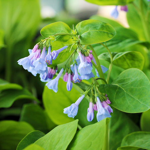 close up of Virginia bluebell flowers
