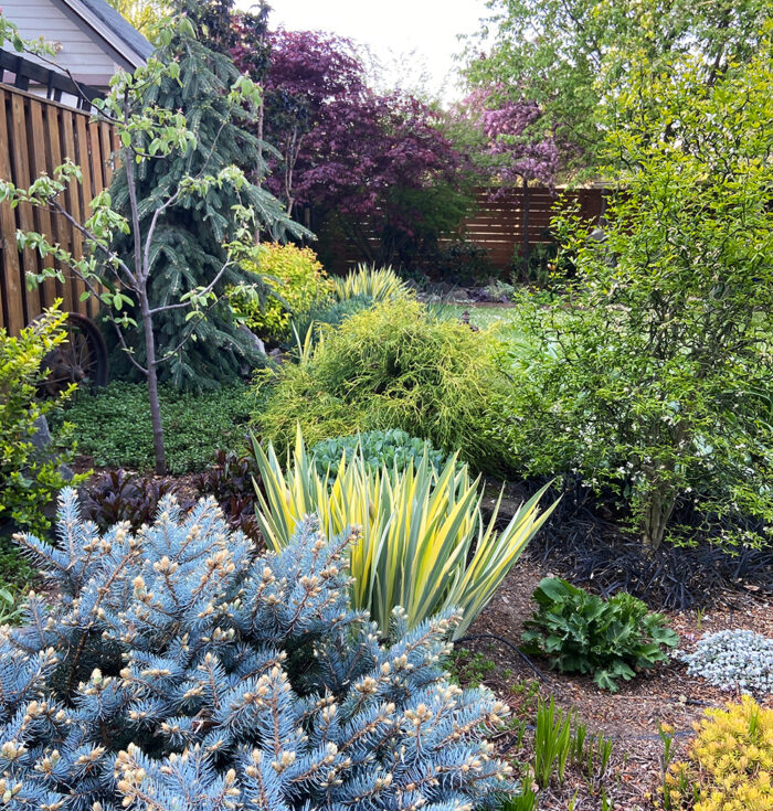 backyard garden with lots of colorful foliage plants