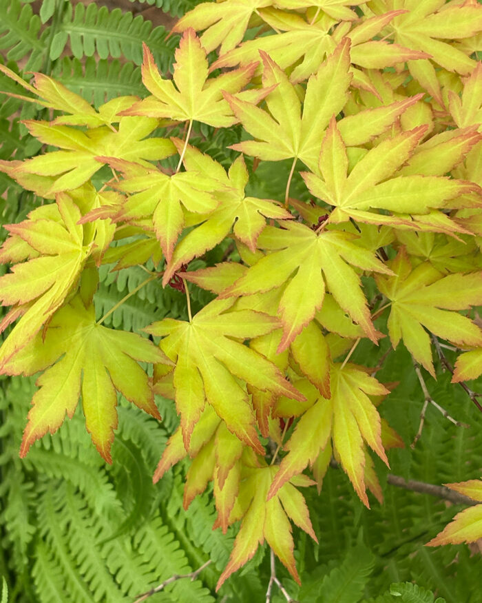 Japanese maple with chartreuse leaves trimmed in orange