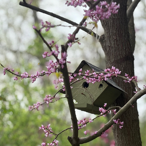 small pink flowers in front of bird house