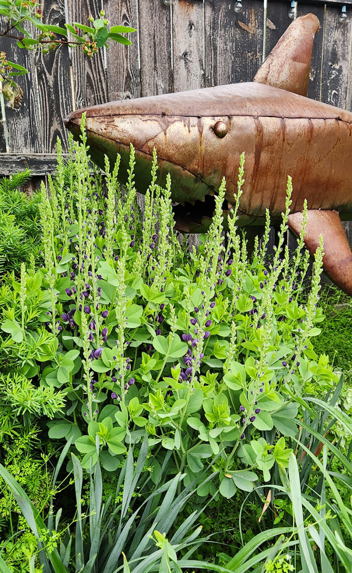 Sparkling Sapphire. baptisia starting to bloom
