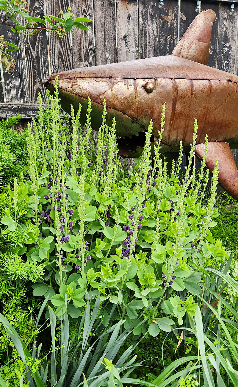 Sparkling Sapphire. baptisia starting to bloom