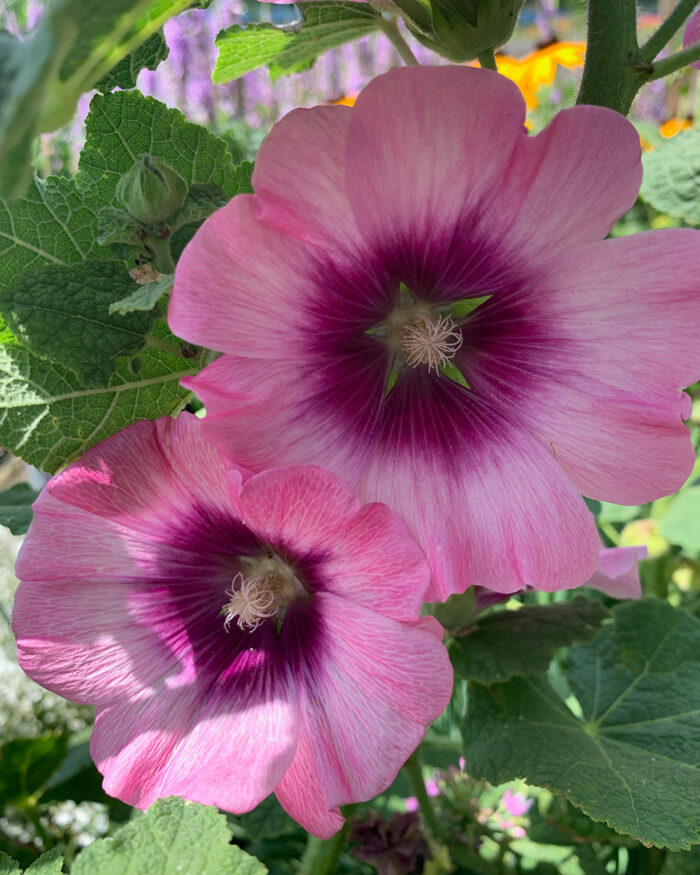 pink hollyhock flowers