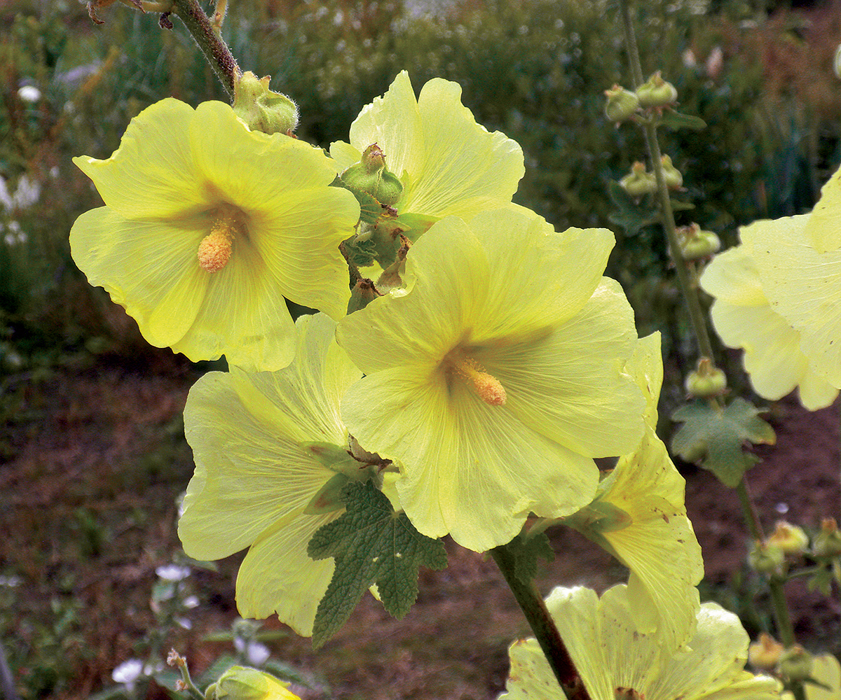 close up of light yellow hollyhock flowers