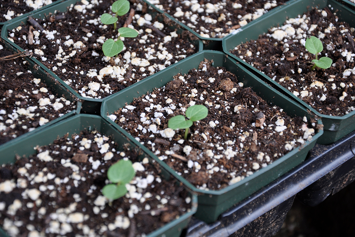 small hollyhock seedlings