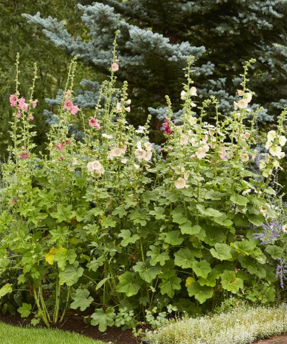 garden bed full of mature hollyhocks