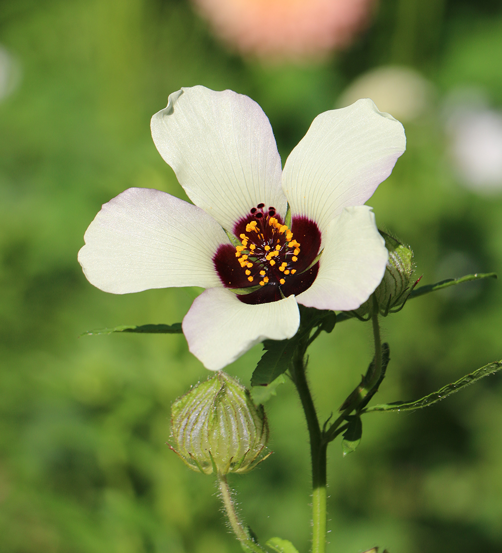 venice mallow flower