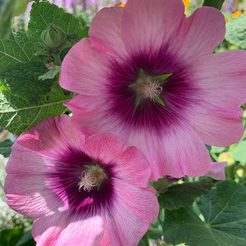 pink hollyhock flowers