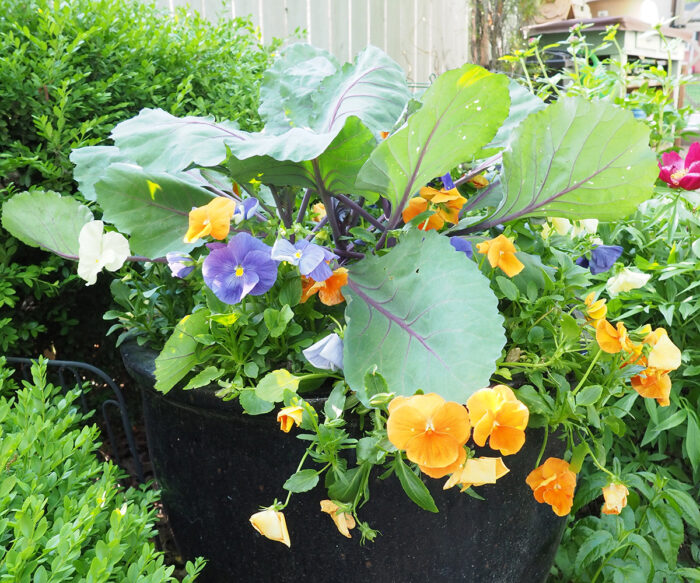 spring container with flowers and cabbage