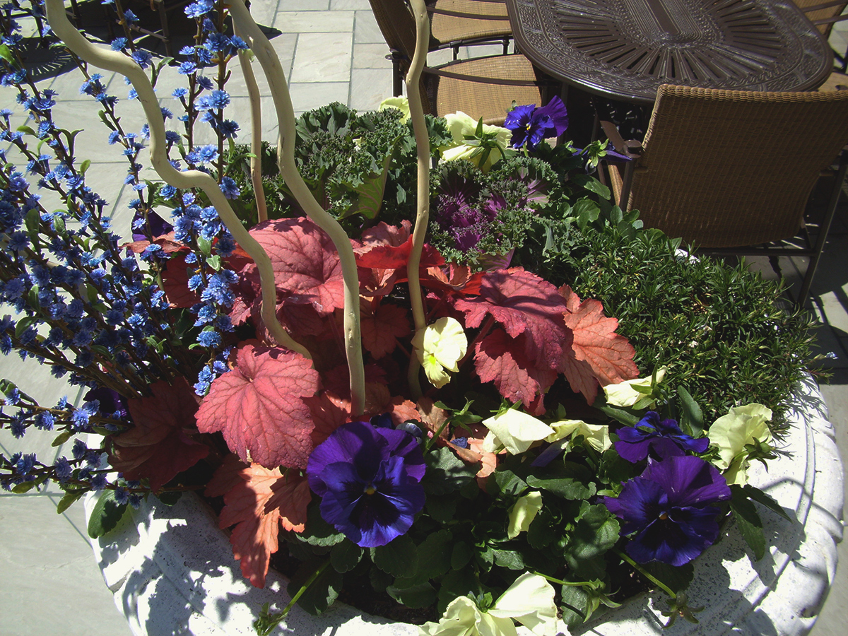 spring container with red foliage and purple and flower flowers