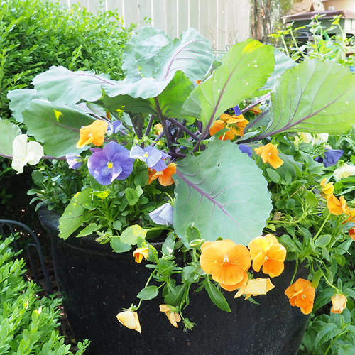 spring container with flowers and cabbage