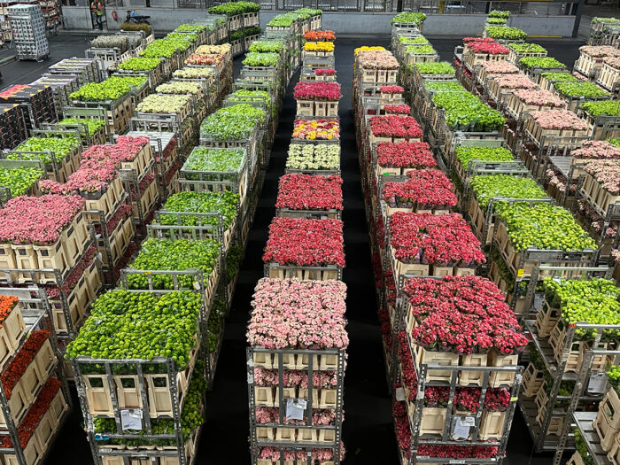 rows of potted plants in a warehouse
