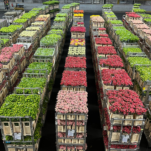 rows of potted plants in a warehouse