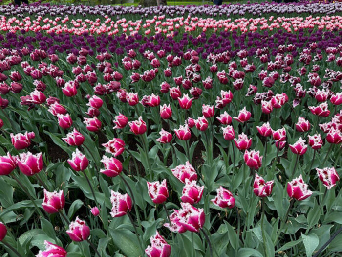 mass plantings of pink and purple tulips