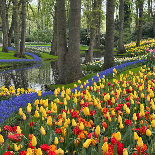 multicolored spring bulbs along river