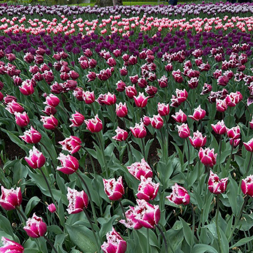 mass plantings of pink and purple tulips