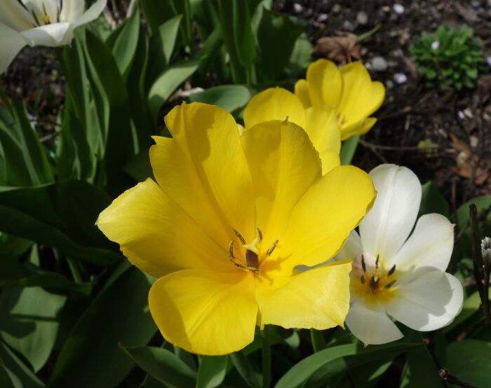 fully opened yellow and white tulips