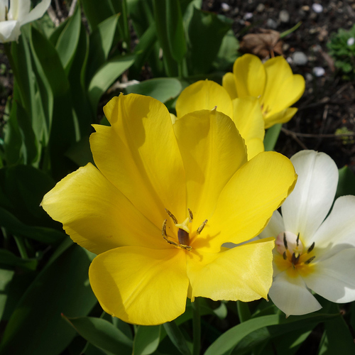 fully opened yellow and white tulips