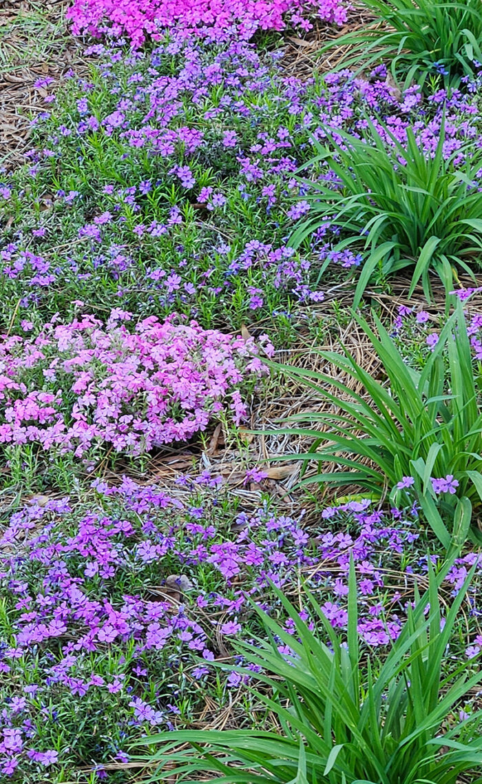 pink and purple creeping phlox
