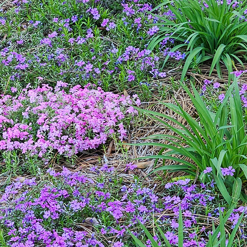 pink and purple creeping phlox