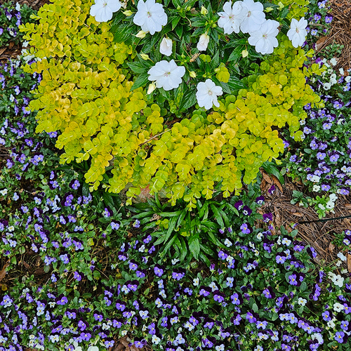 container planting with chartreuse foliage and white flowers surrounded by purple ground cover