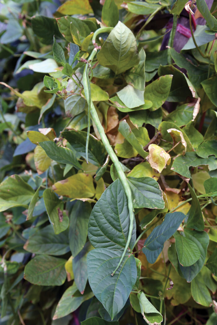 Long bean (Vigna unguiculata subsp. sesquipedalis