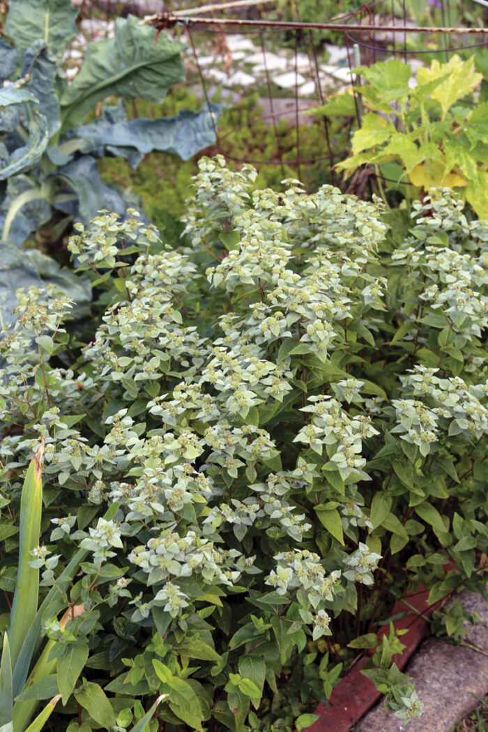 Blunt mountain mint (Pycnanthemum muticum)