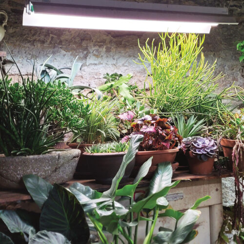 Plants under grow lights indoors