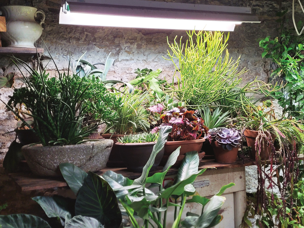 Plants under grow lights indoors