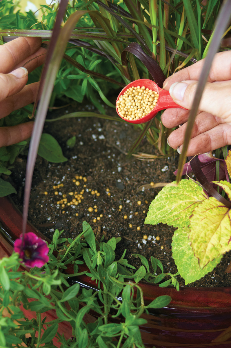 adding fertilizer to soil