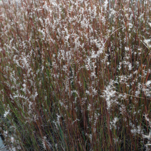 Schizachyrium scoparium Blaze