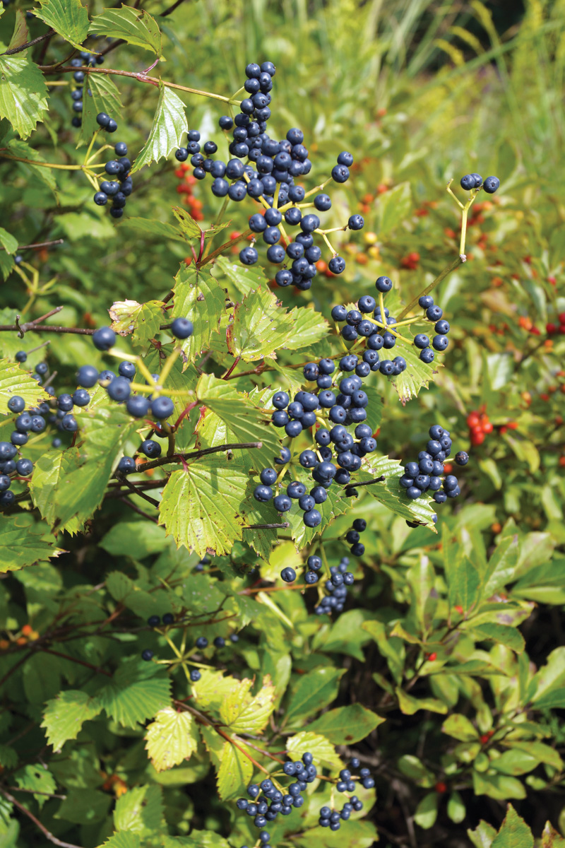 Blue Muffin arrowwod viburnum berries Photo by Nancy J Ondra
