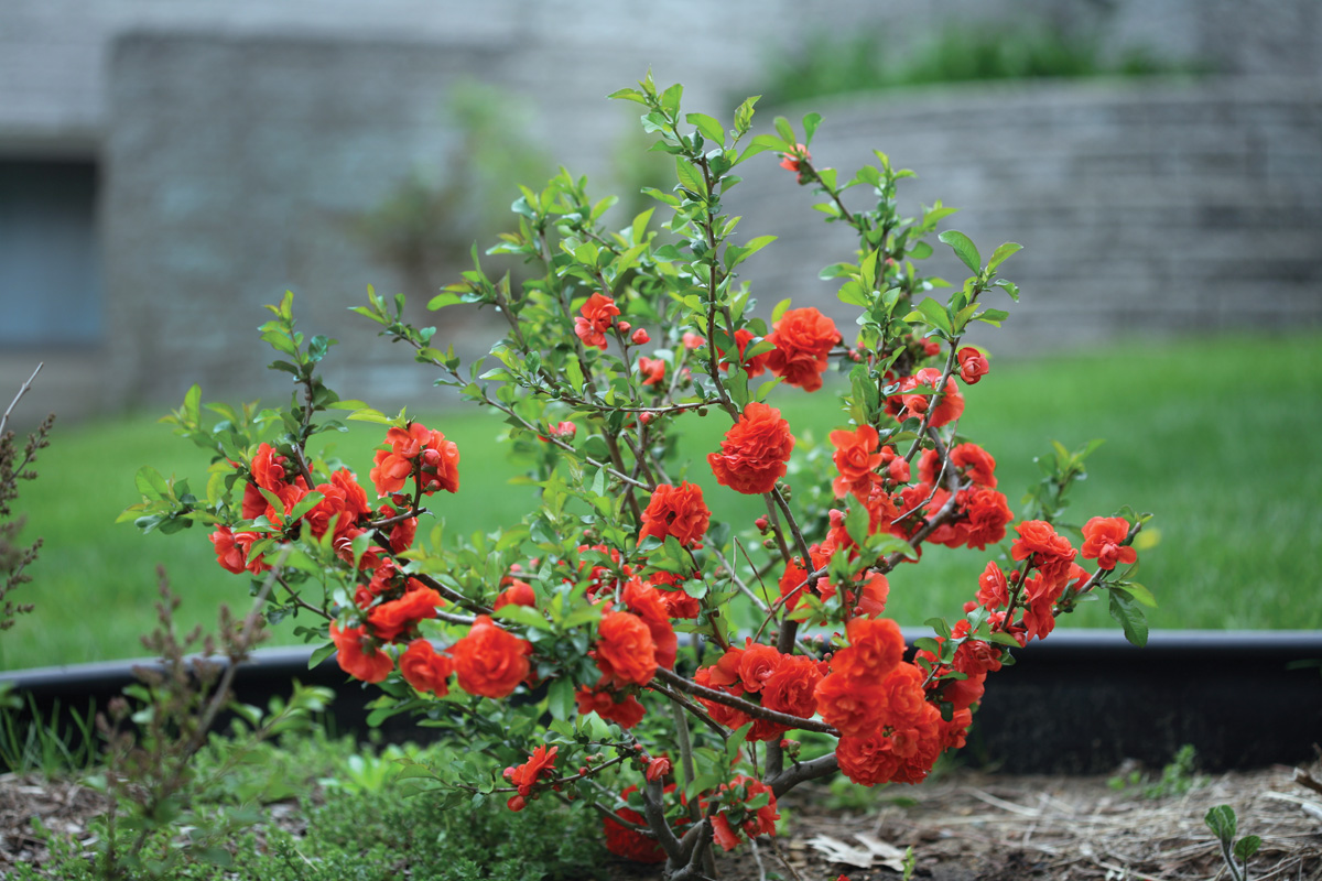 Red flowering quince Courtesy of Proven Winners