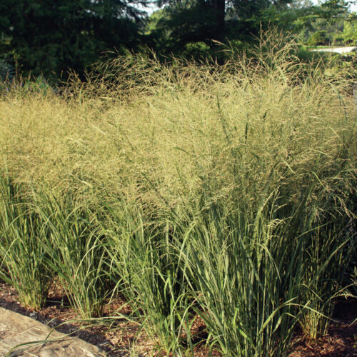 Panicum virgatum Northwind